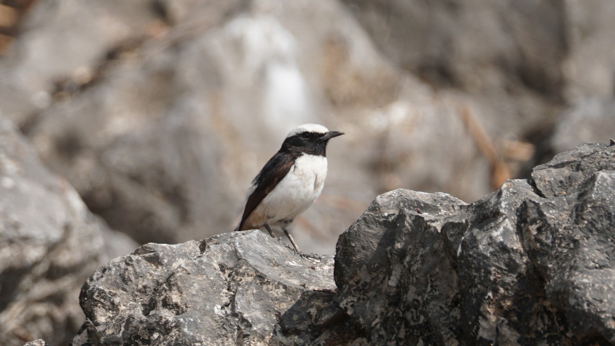 Arabian Wheatear - ML646237230