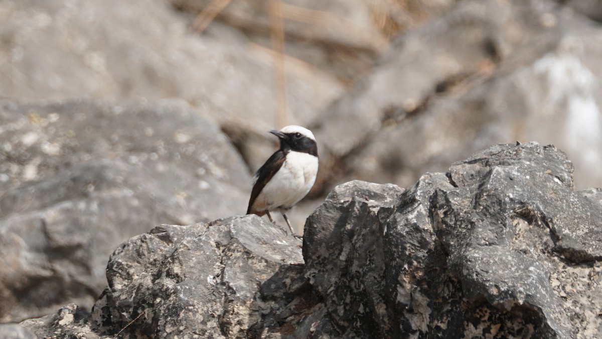 Arabian Wheatear - ML646237231
