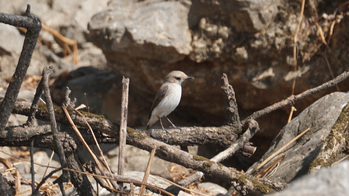 Arabian Wheatear - ML646237232