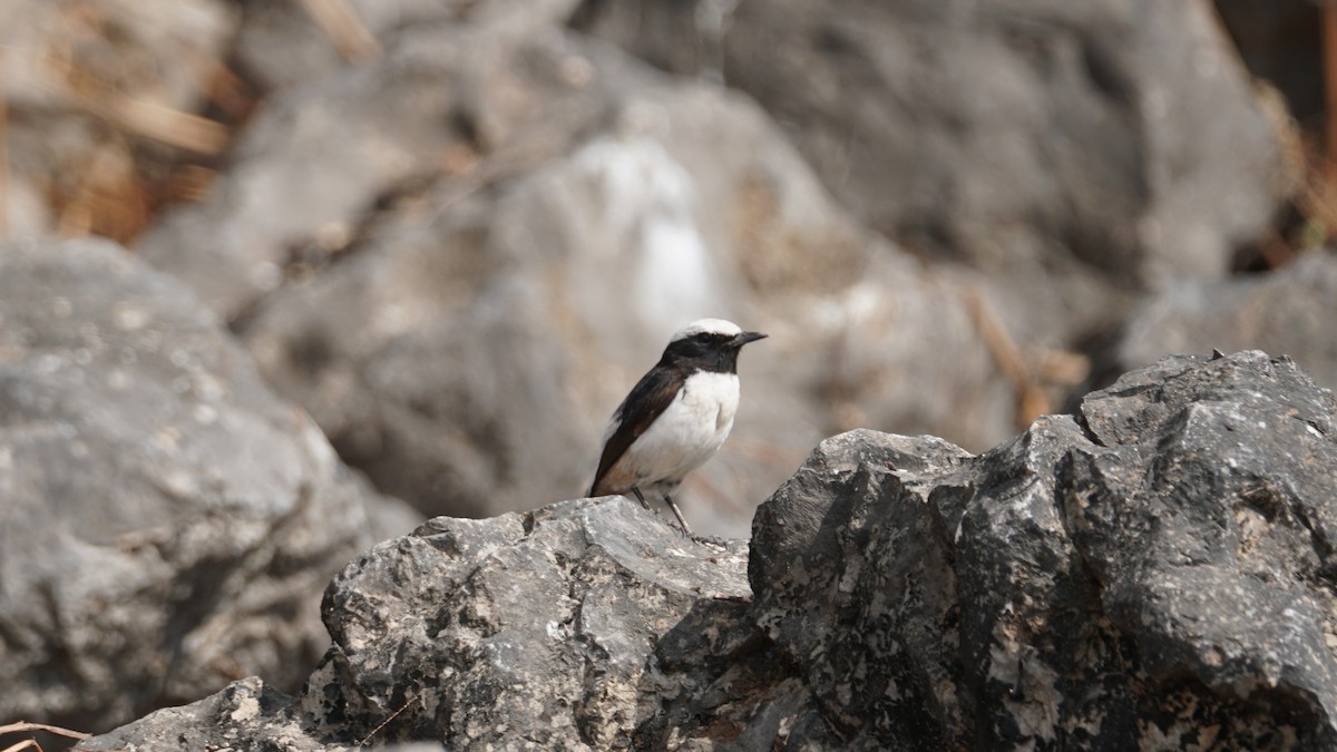 Arabian Wheatear - ML646237233