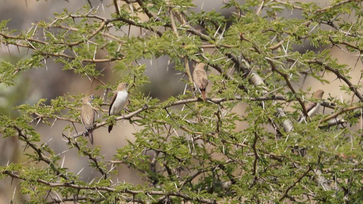 African Silverbill - ML646237234