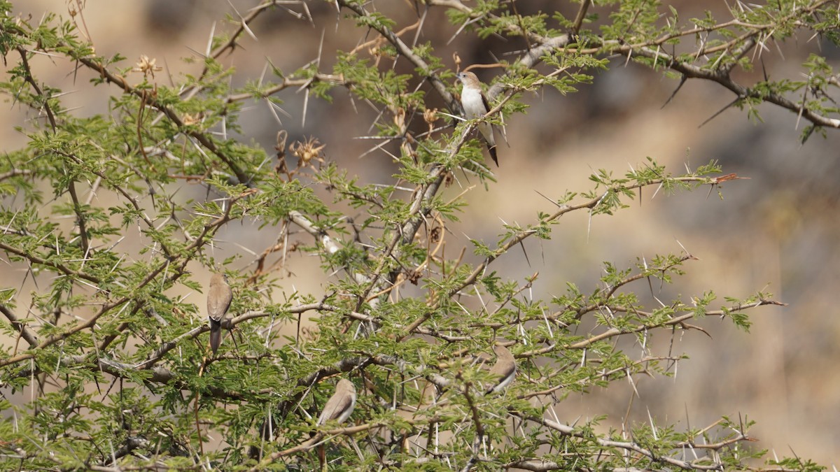 African Silverbill - ML646237235
