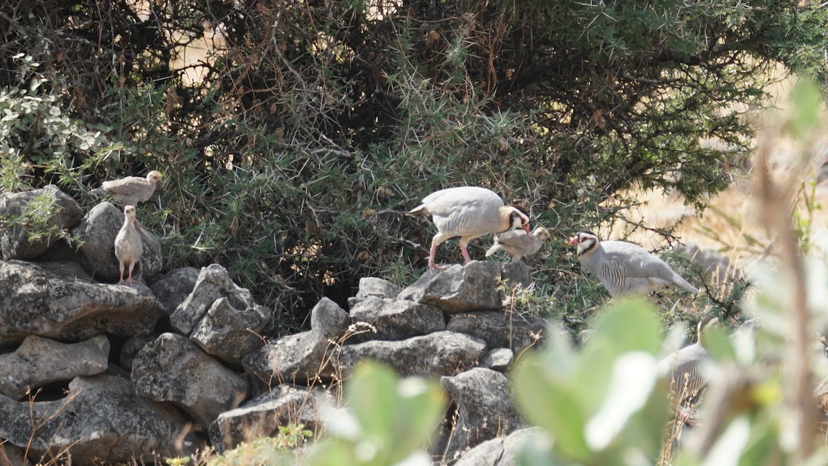 Arabian Partridge - ML646237236