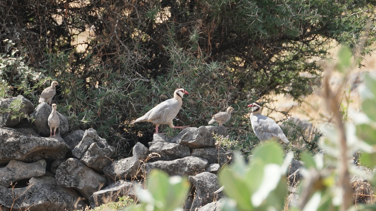 Arabian Partridge - ML646237237