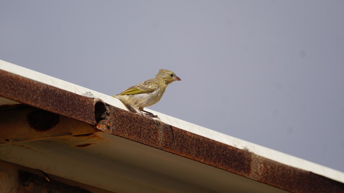 Иволговый ткач - ML646237238