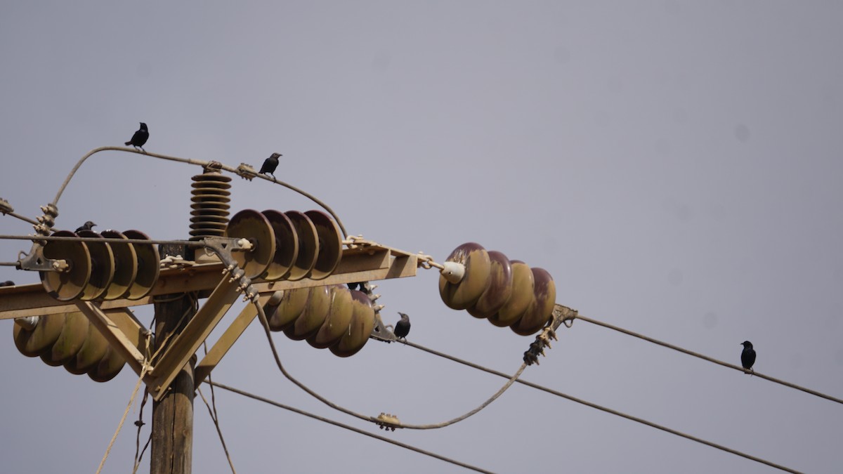 Tristram's Starling - ML646237240