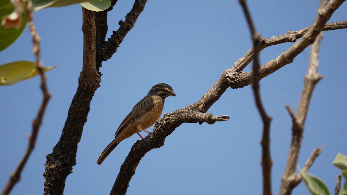 Cinnamon-breasted Bunting - ML646237241