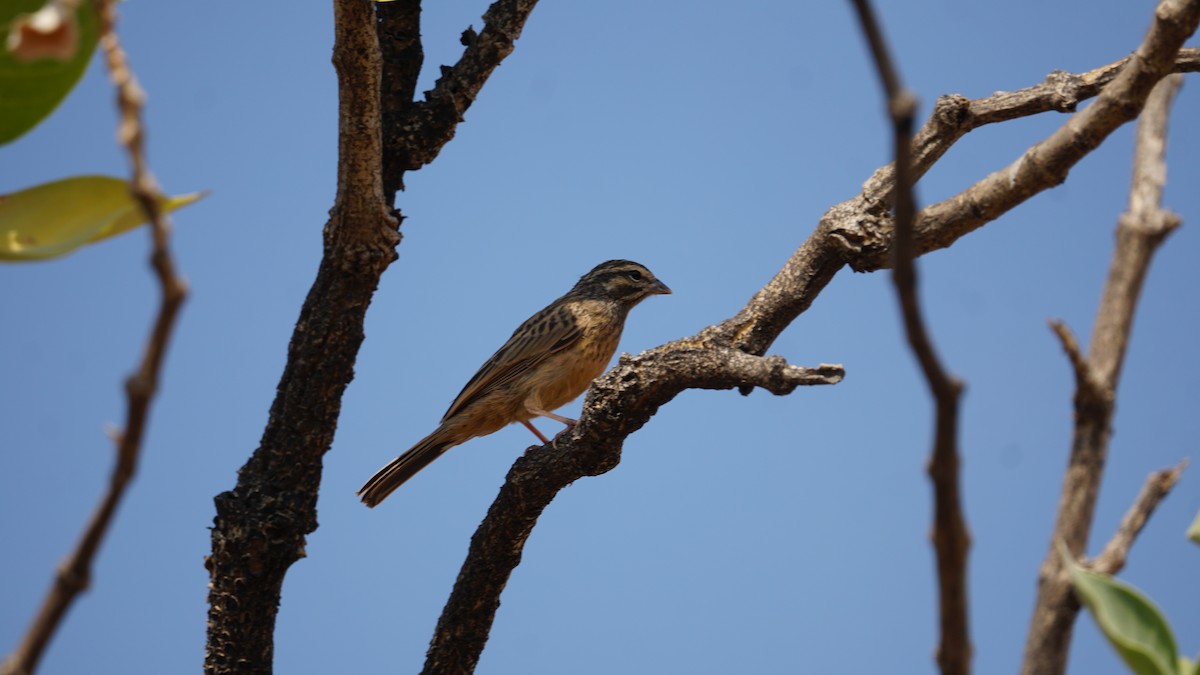 Cinnamon-breasted Bunting - ML646237242
