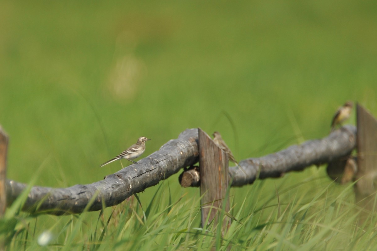 黃頭鶺鴒 - ML646237244