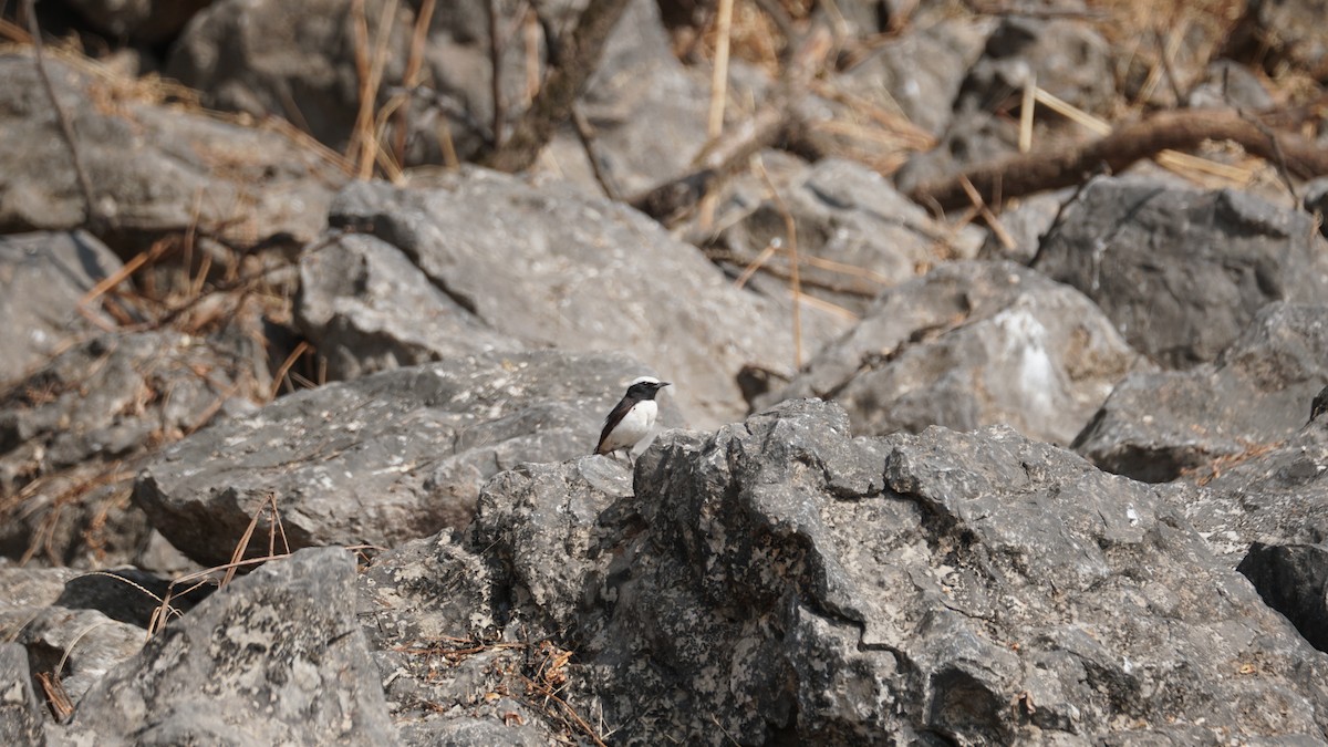 Arabian Wheatear - ML646237245