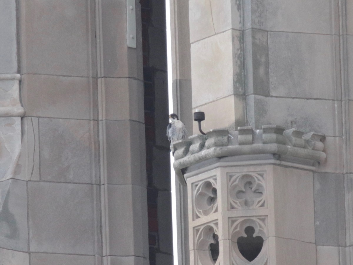 Peregrine Falcon - ML646237250