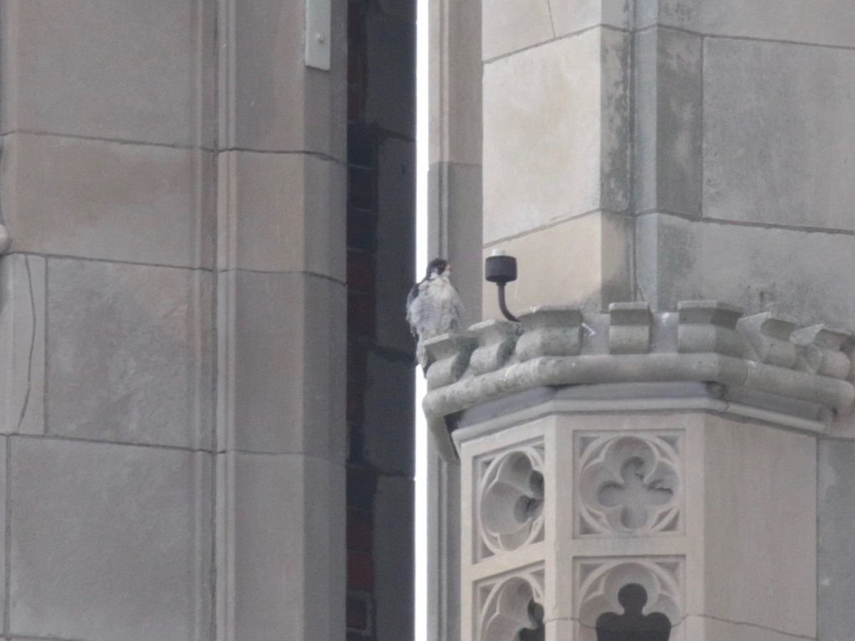 Peregrine Falcon - ML646237251