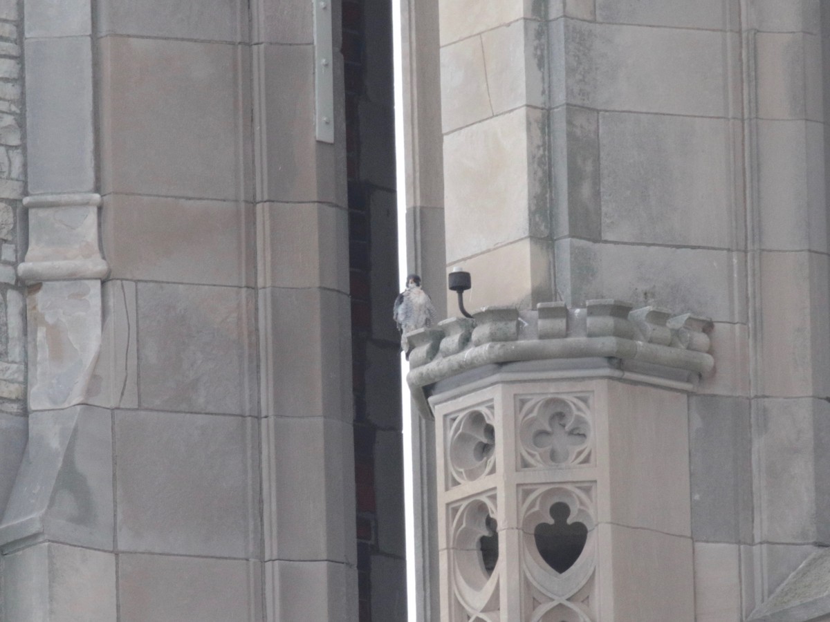 Peregrine Falcon - ML646237252