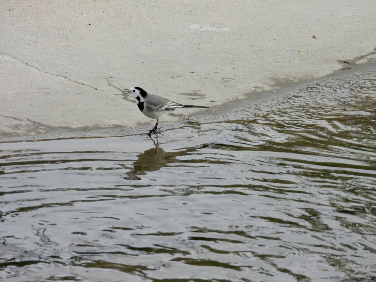 White Wagtail - ML646237255