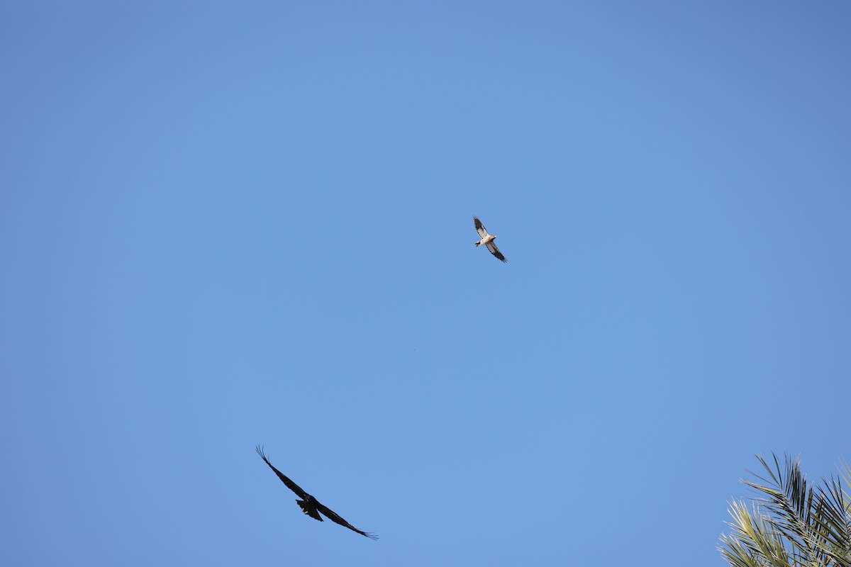 Red-headed Woodpecker - ML646237257