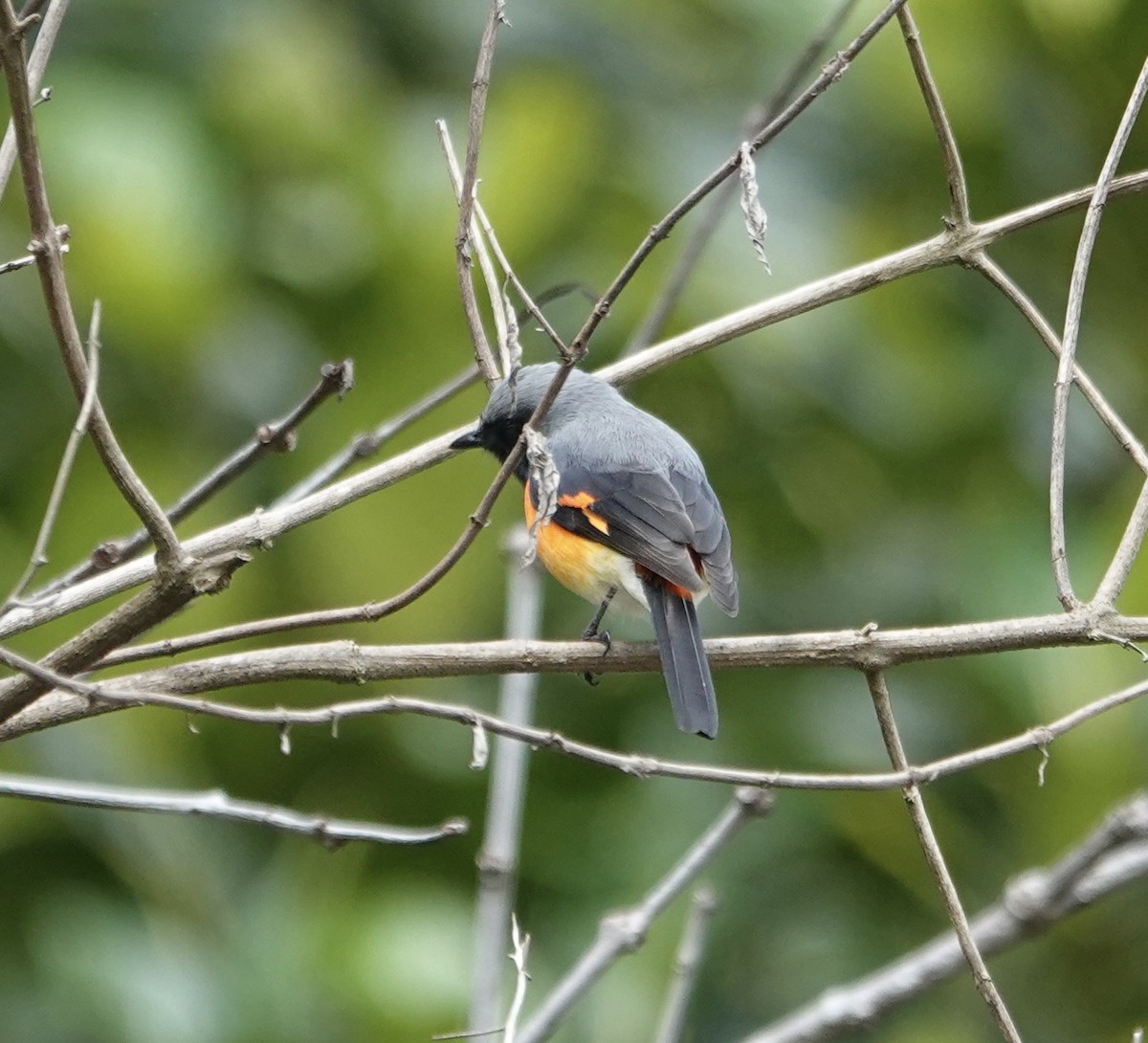 Small Minivet - ML646237260