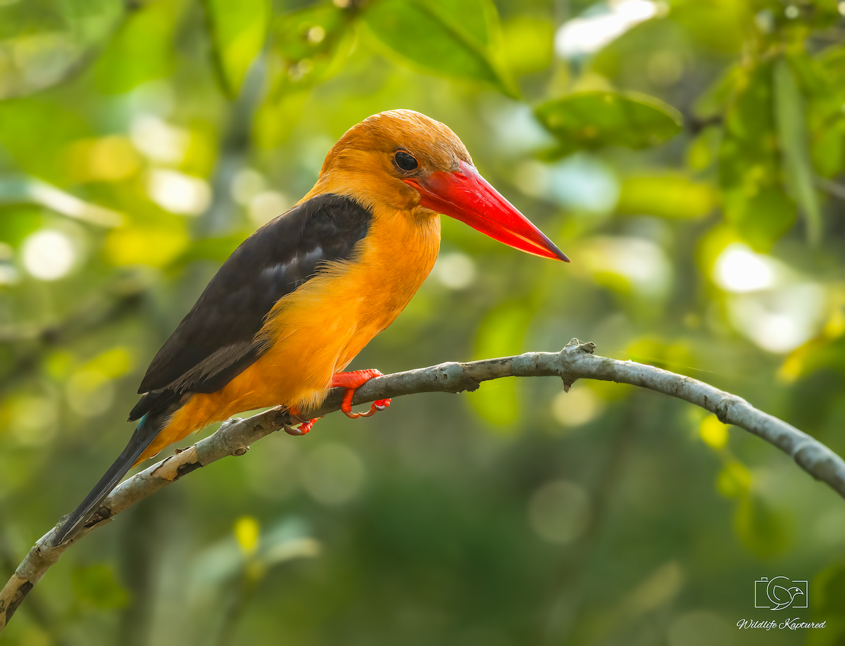 Brown-winged Kingfisher - ML646237281