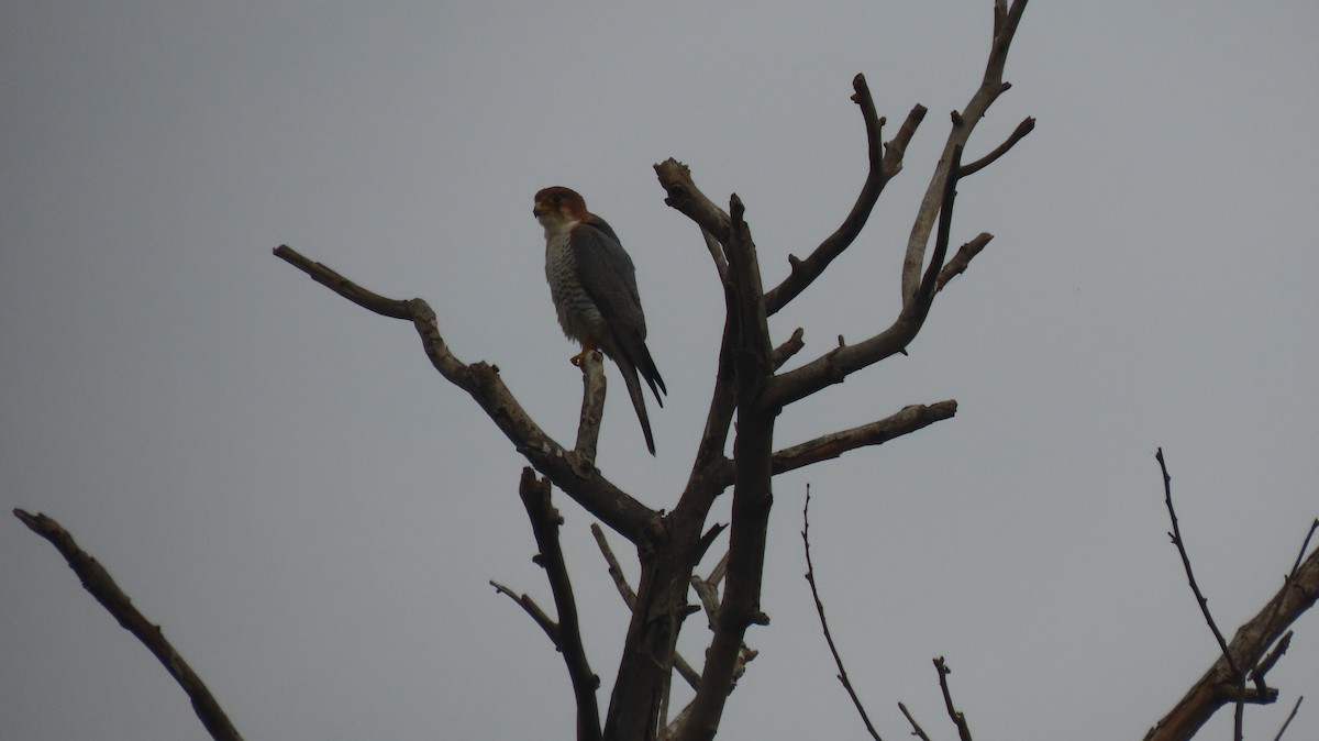 Red-necked Falcon - ML646237288