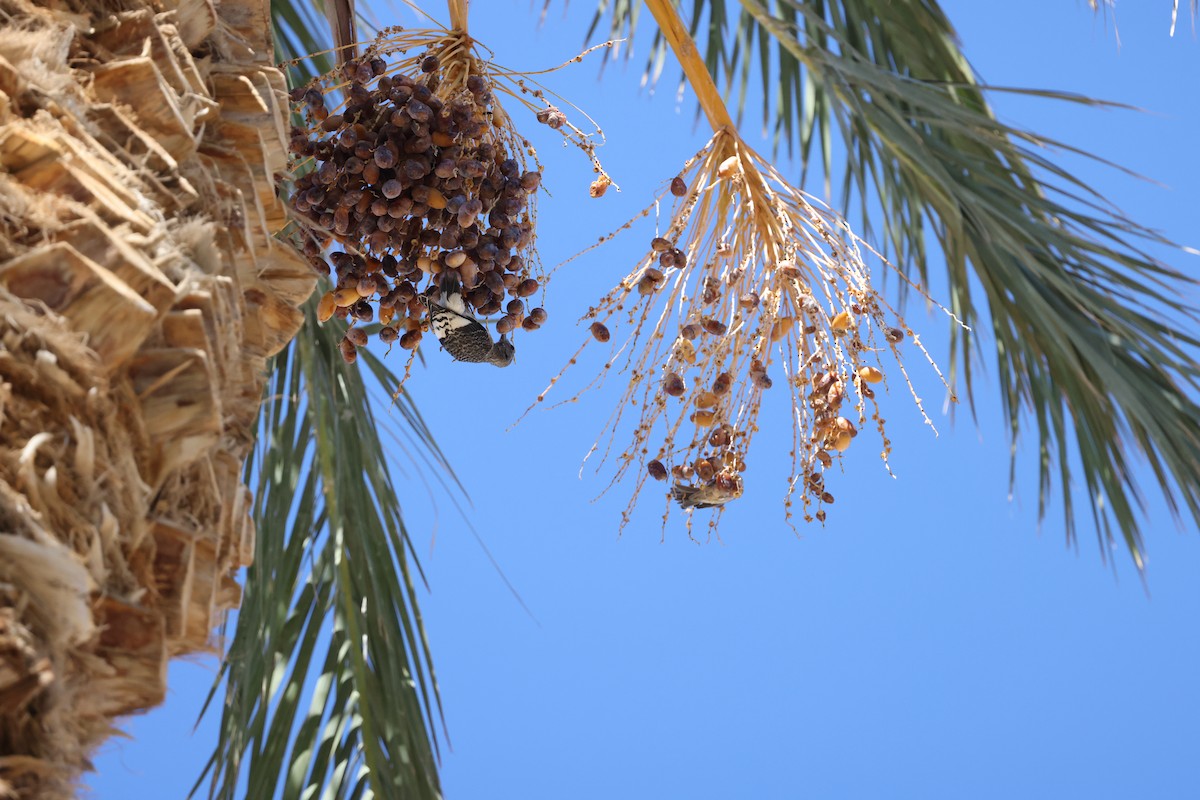 Red-headed Woodpecker - ML646237291