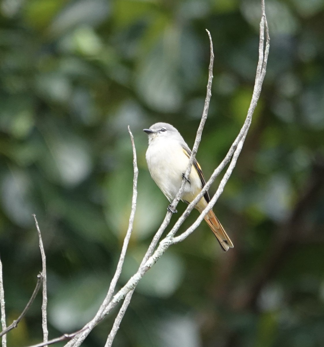 Small Minivet - ML646237292