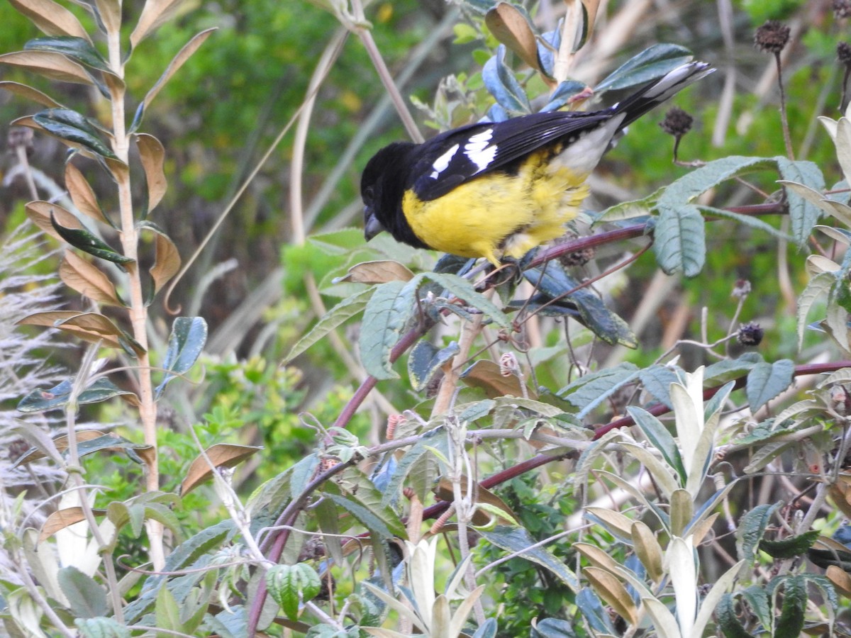 Black-backed Grosbeak - ML646237295