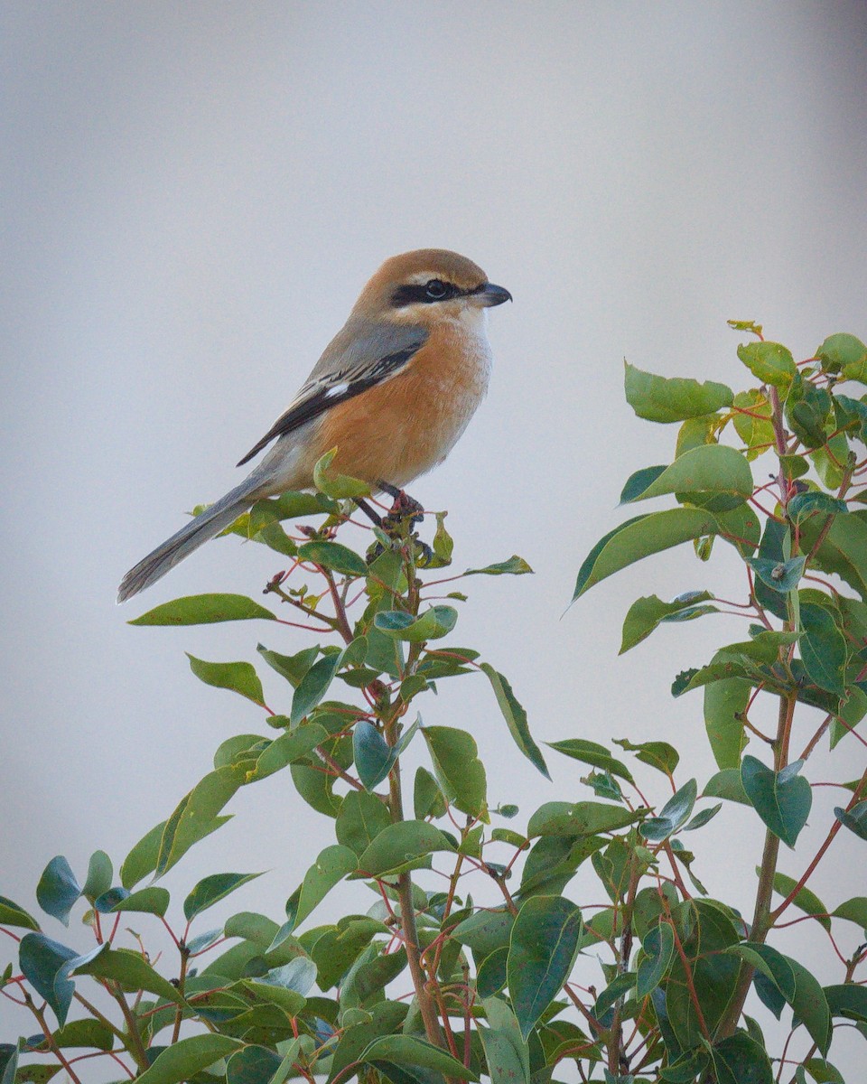 oksevarsler - ML646237300