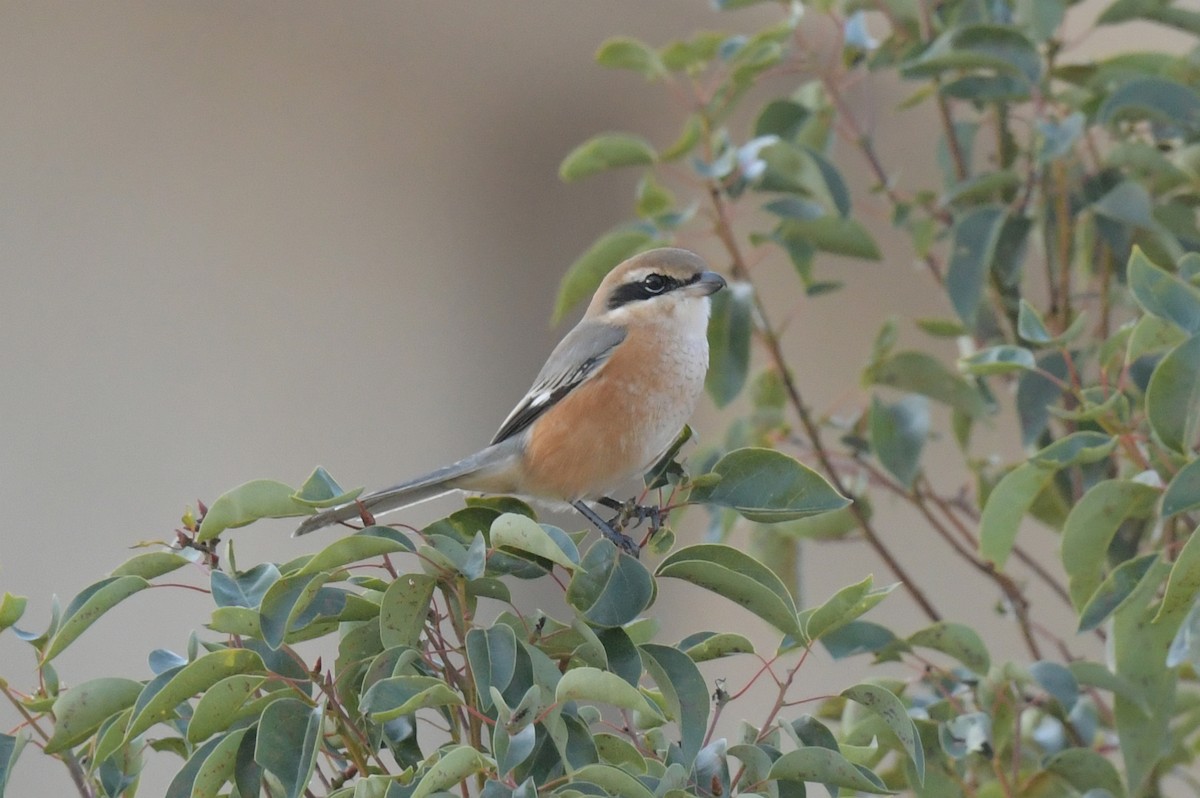 oksevarsler - ML646237301