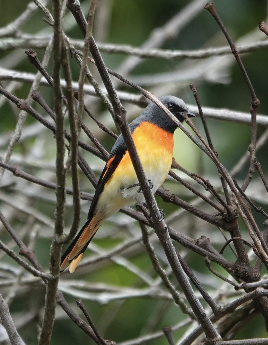 Small Minivet - ML646237302