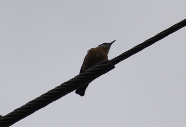 Red-breasted Nuthatch - ML646237304
