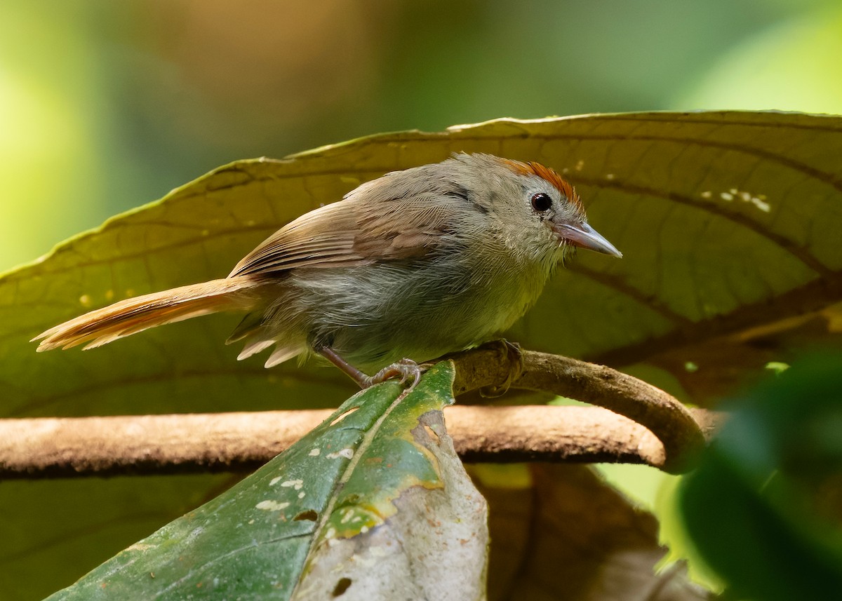 rustpannetimal (rufifrons gr.) - ML646237306