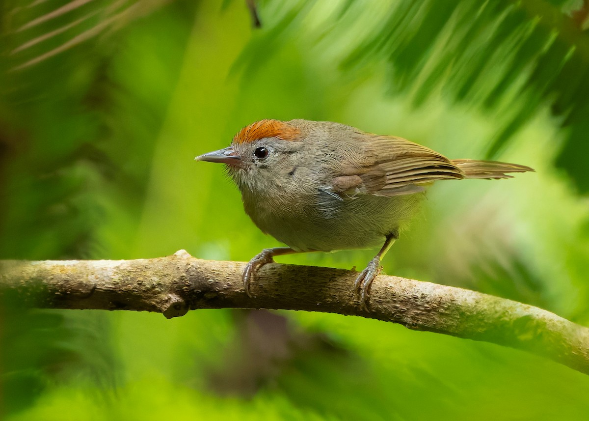 rustpannetimal (rufifrons gr.) - ML646237307