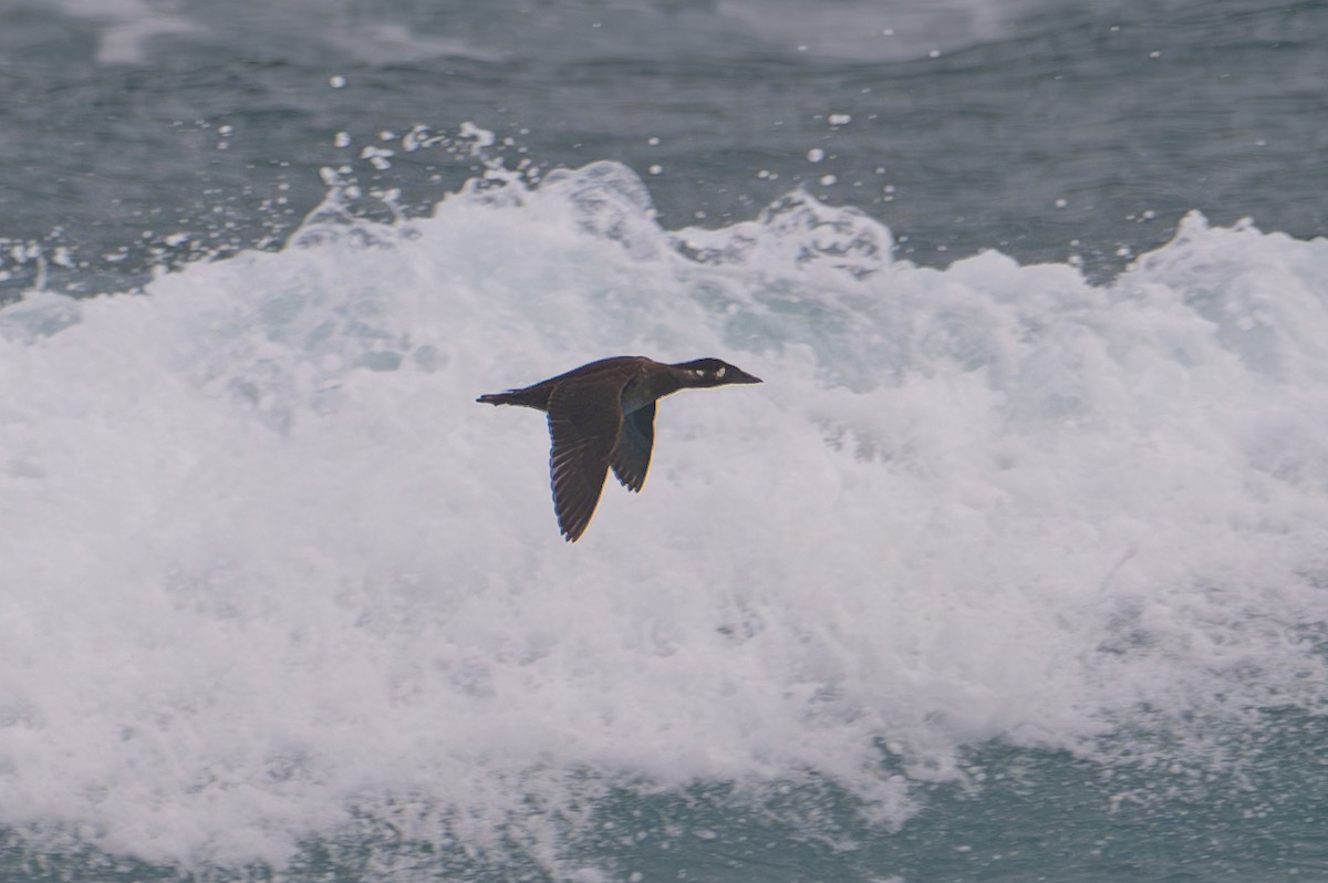 Surf Scoter - ML646237309