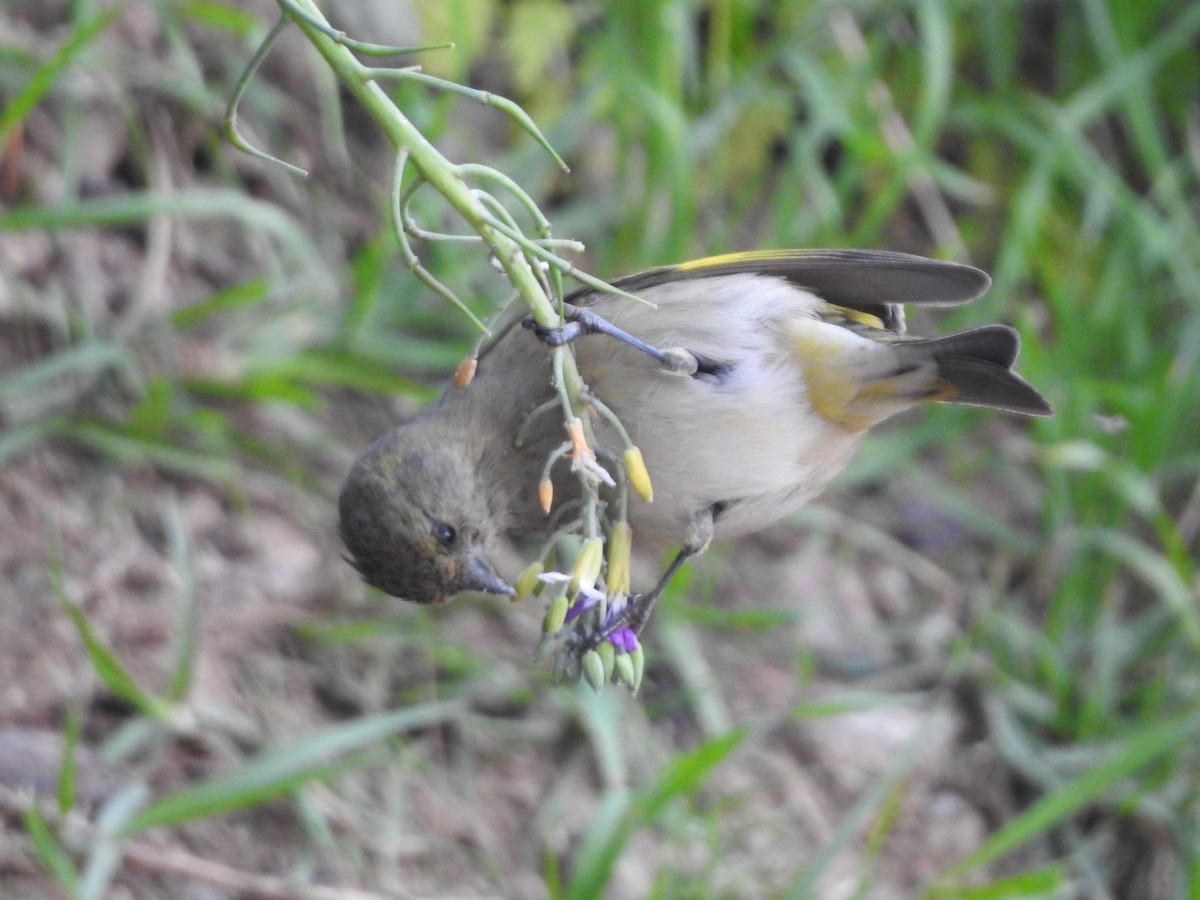 Hooded Siskin - ML646237310