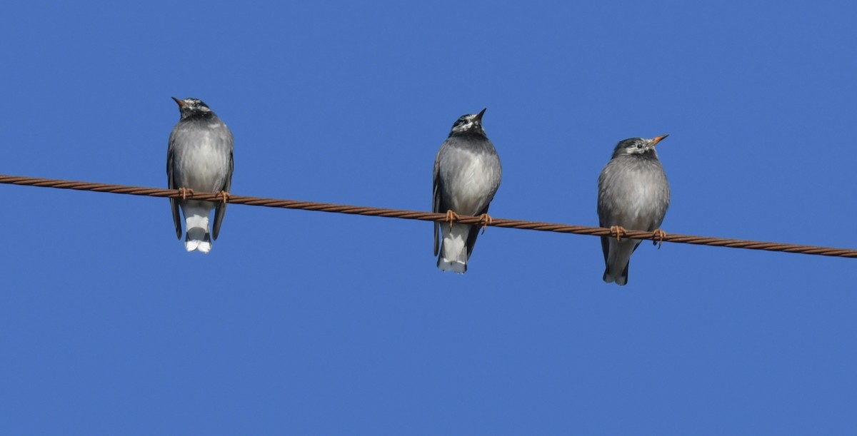 sotstær - ML646237313