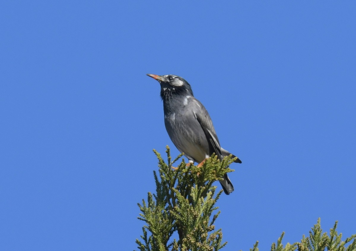 sotstær - ML646237314