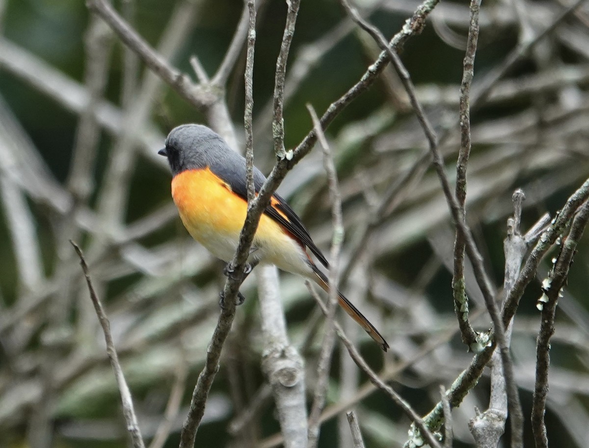 Small Minivet - ML646237315