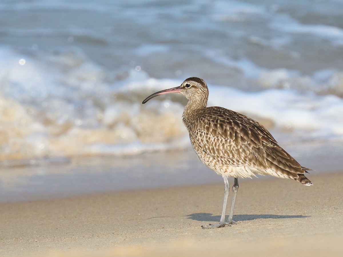 中杓鷸 - ML646237317