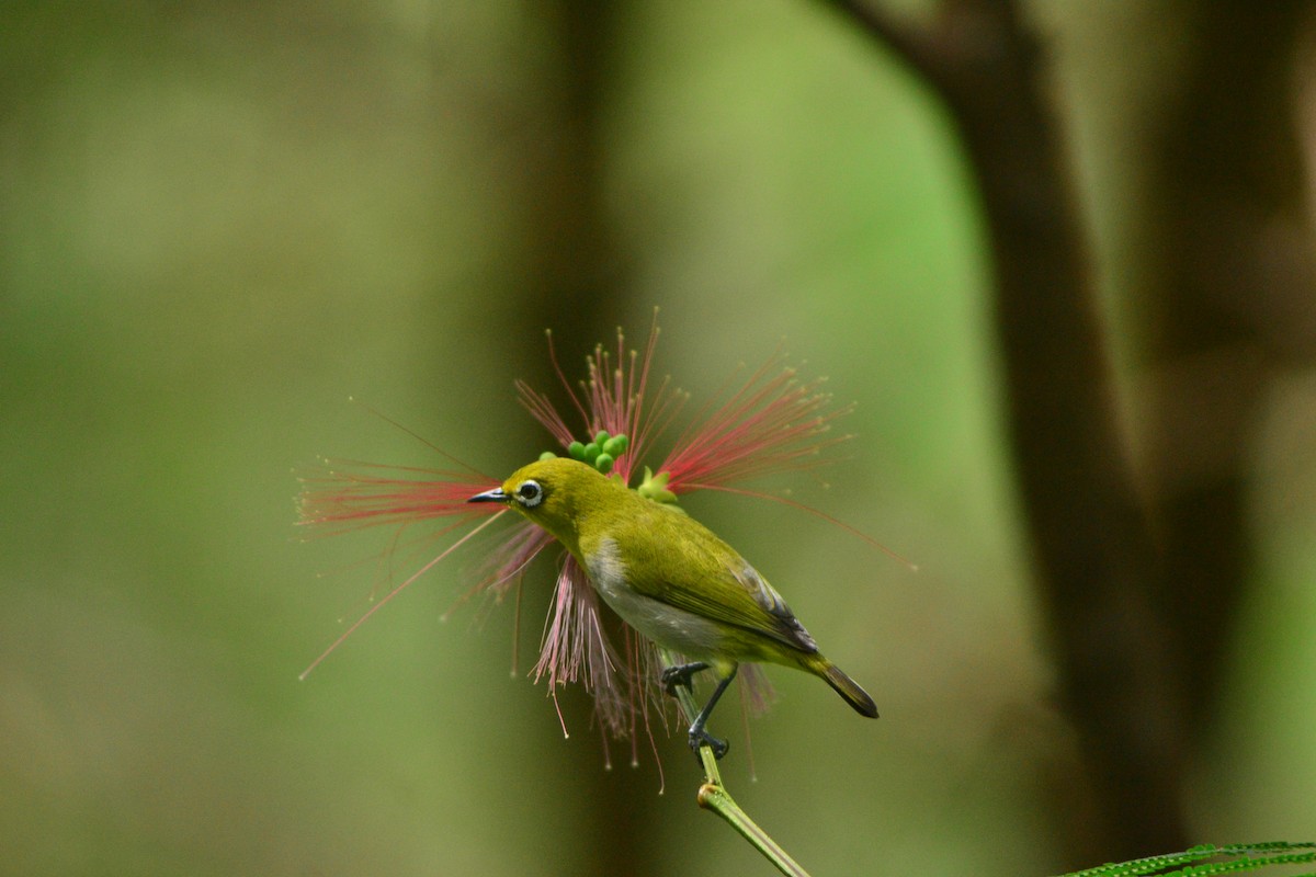 Warbling White-eye - ML646237318