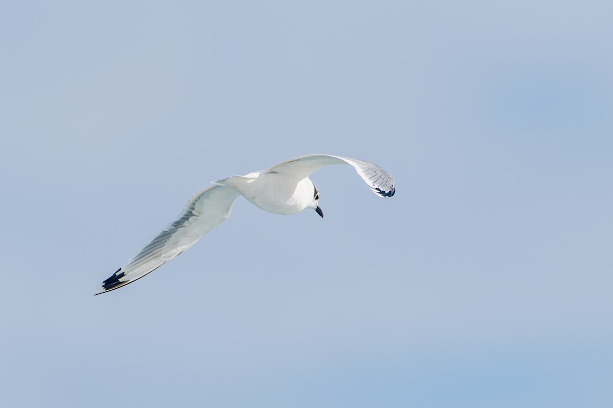 Franklin's Gull - ML646237324
