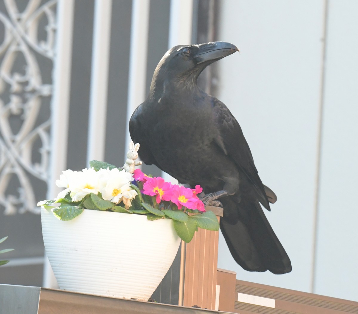 Large-billed Crow - ML646237328