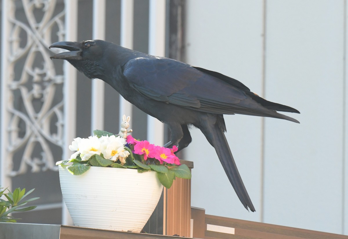 Large-billed Crow - ML646237329