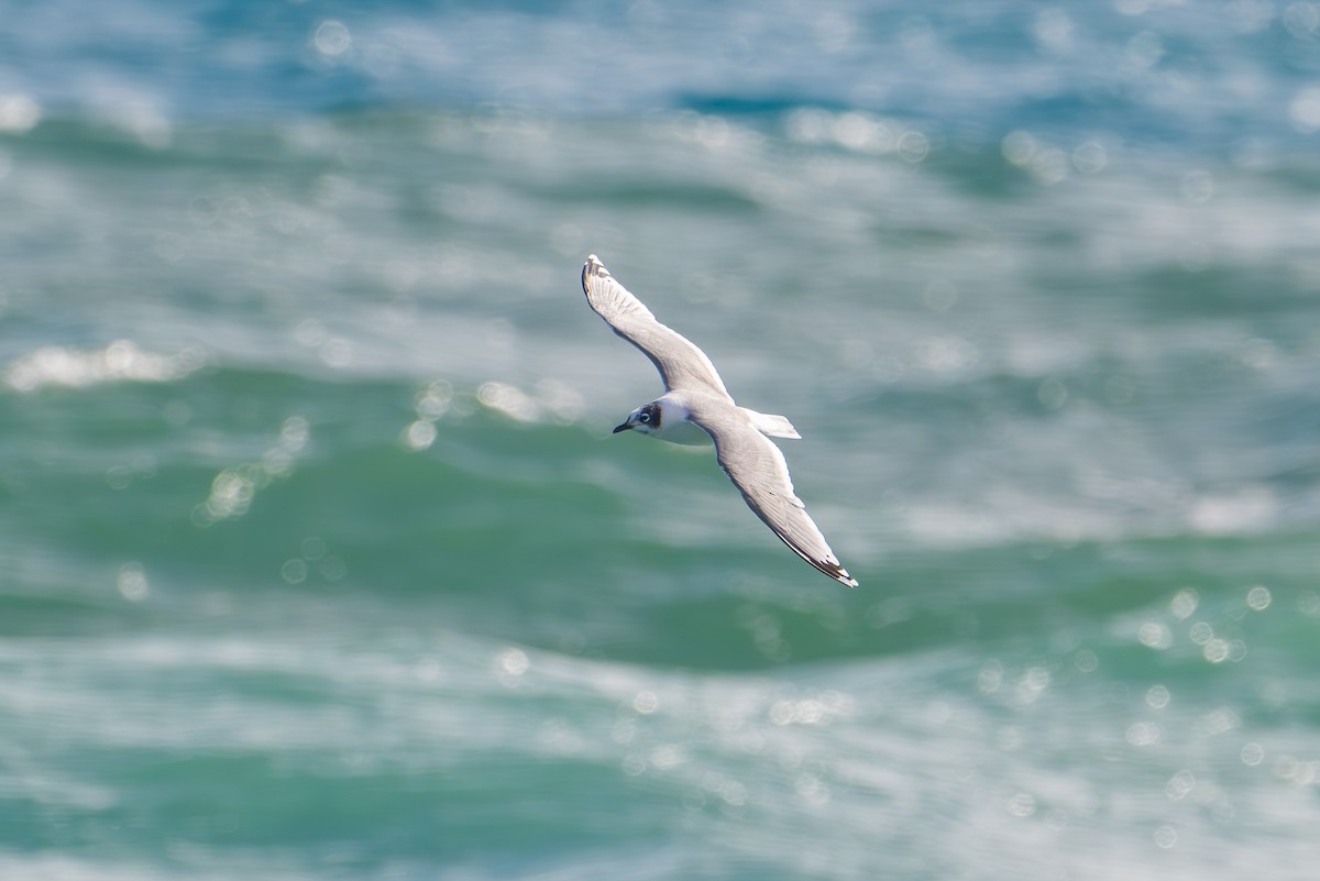 Franklin's Gull - ML646237330