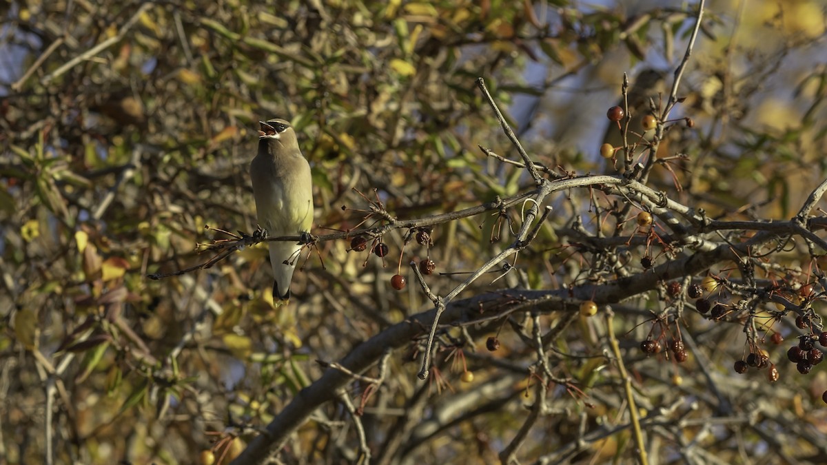 Cedar Waxwing - ML646237337