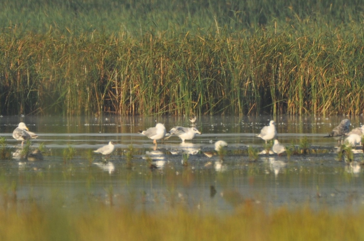 Pallas's Gull - ML646237338