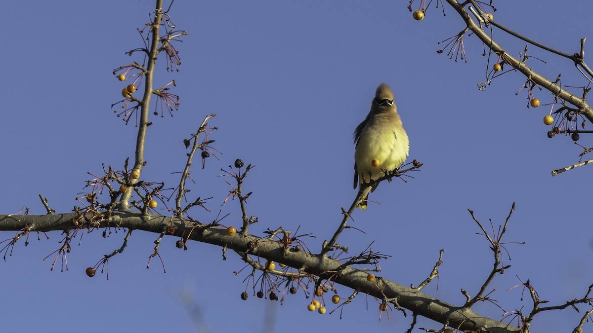 Cedar Waxwing - ML646237341