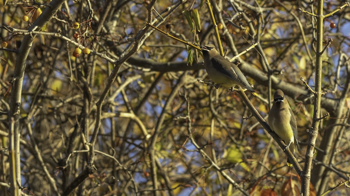 Cedar Waxwing - ML646237342