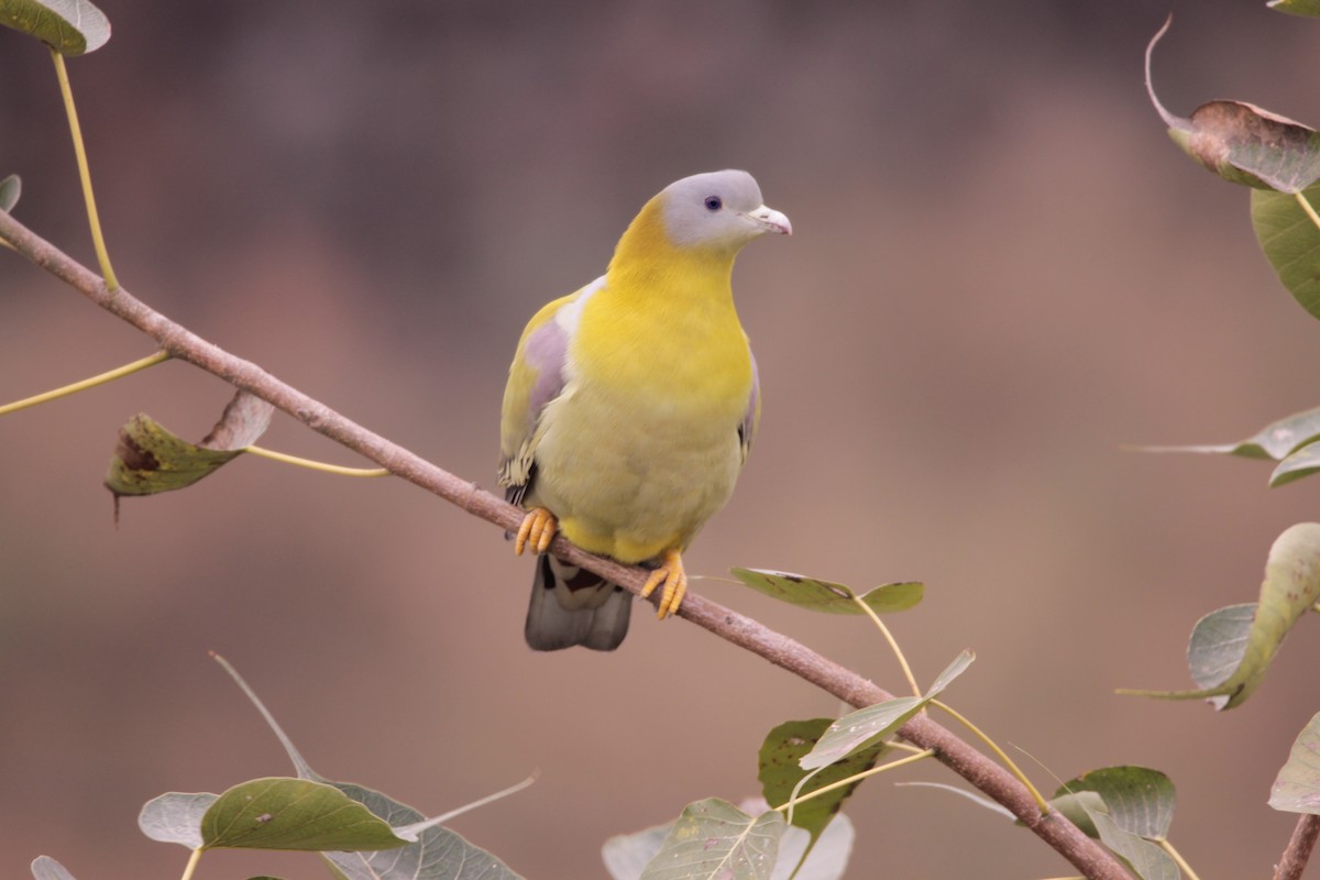 Yellow-footed Green-Pigeon - ML646237343