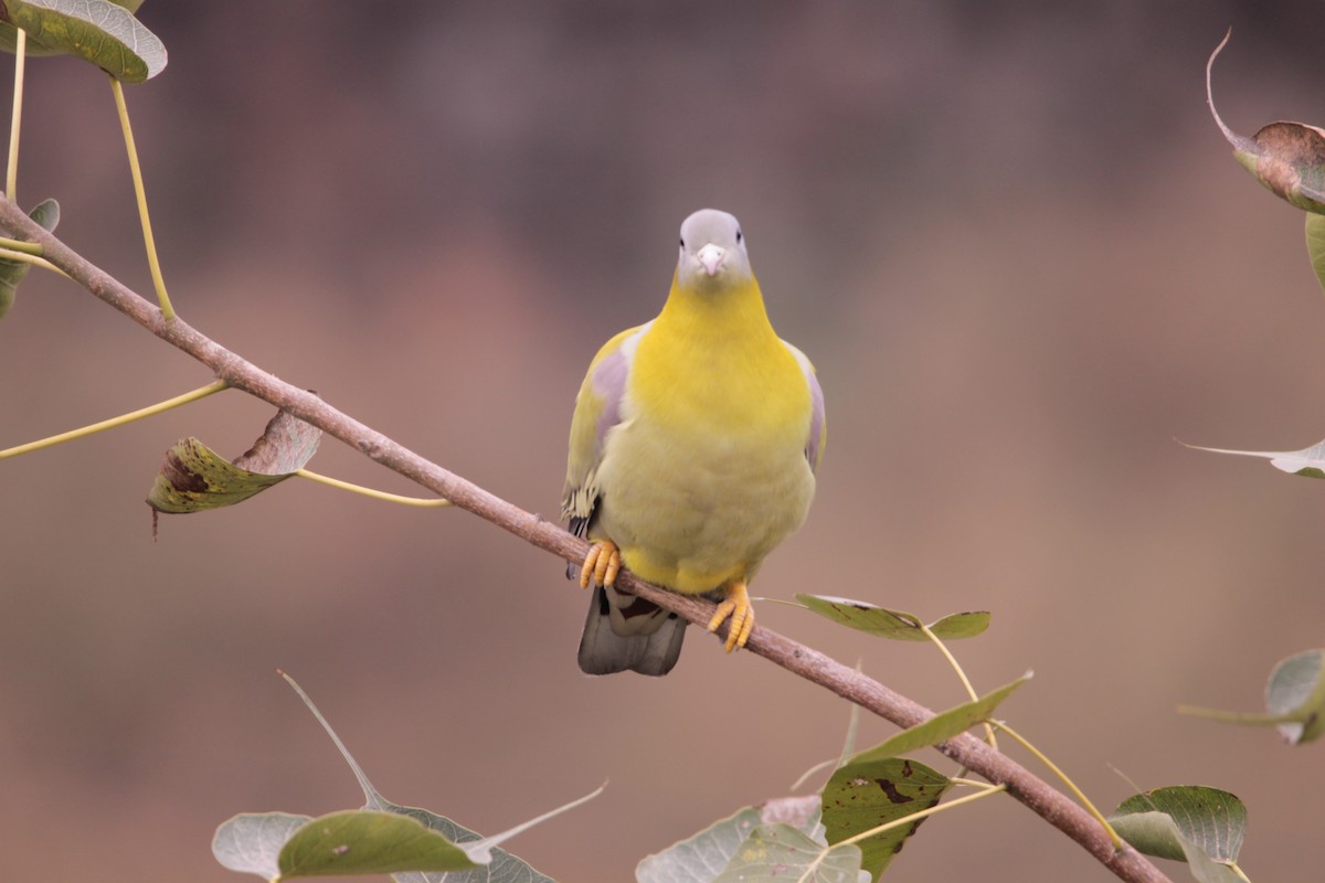 Yellow-footed Green-Pigeon - ML646237344
