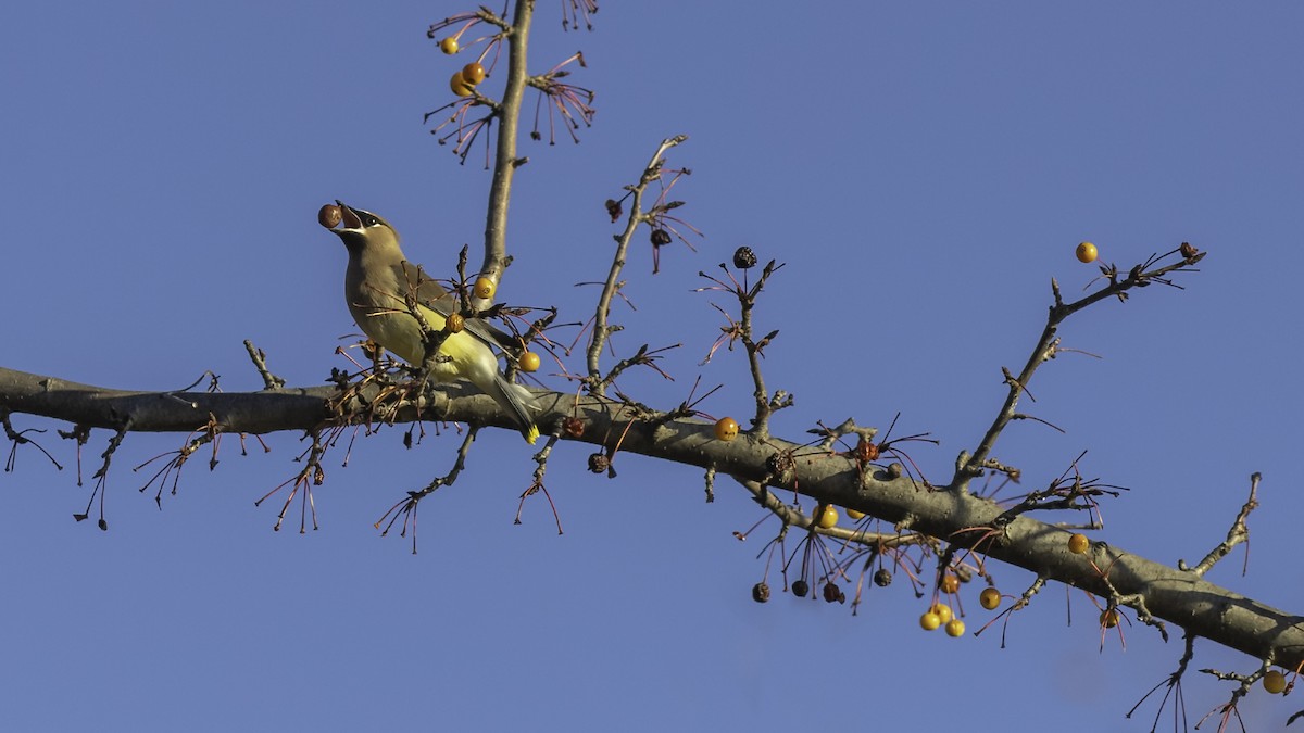 Cedar Waxwing - ML646237346