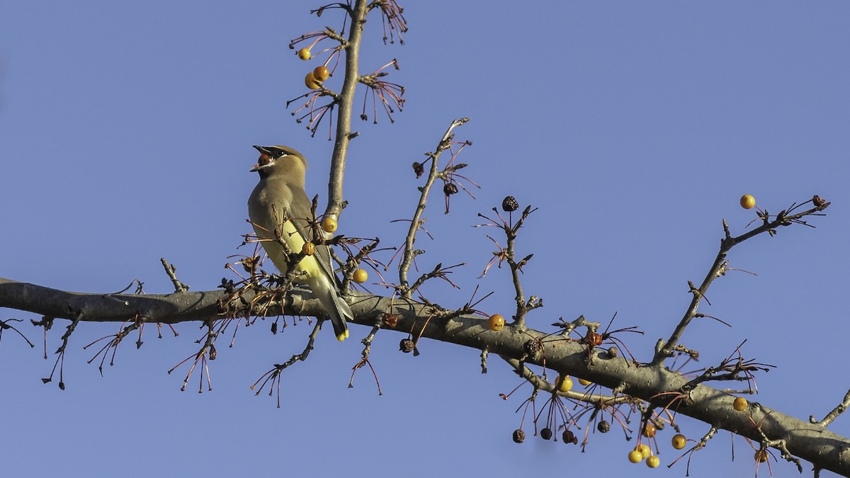 Cedar Waxwing - ML646237347